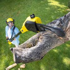 Trusted Saratoga Springs, NY Tree Removal Services Experts