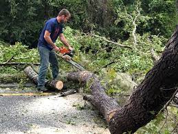 Best Emergency Tree Removal  in Saratoga Springs, NY