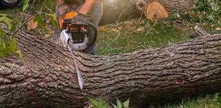 Best Tree Cabling and Bracing  in Saratoga Springs, NY