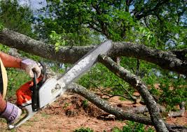 Best Tree Removal  in Saratoga Springs, NY