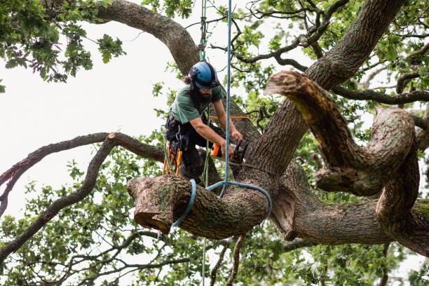 How Our Tree Care Process Works  in  Saratoga Springs, NY