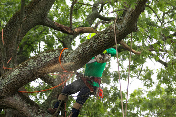  Saratoga Springs, NY Tree Removal Services Pros